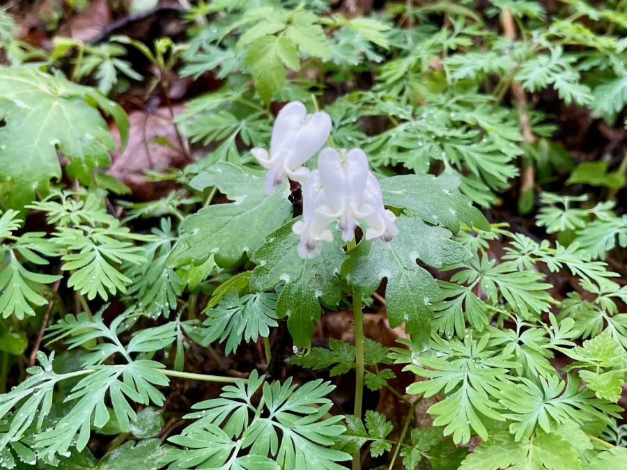Squirrel corn