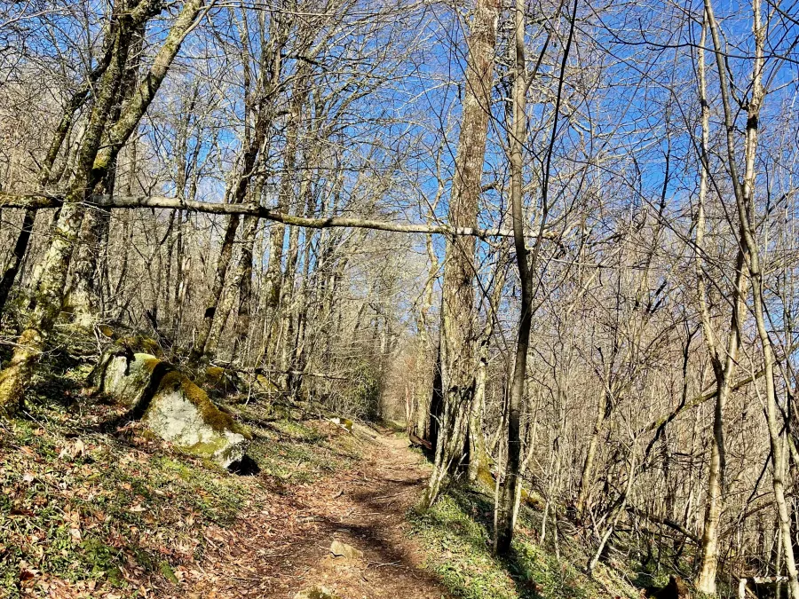 A blue sky appears above trees