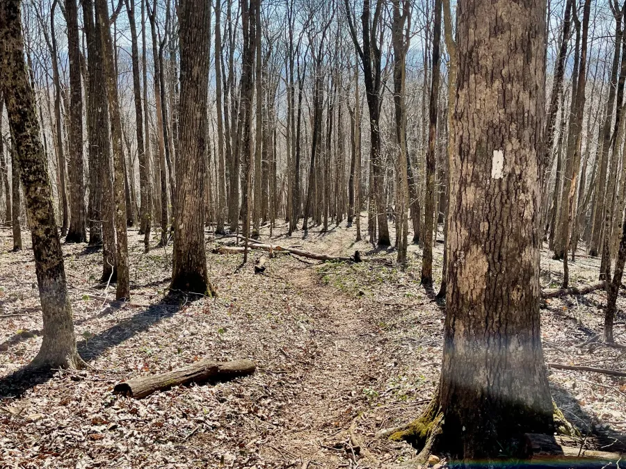The trail descend from Camp Creek Bald