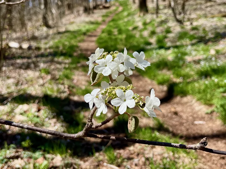 Hobblebush blossoms