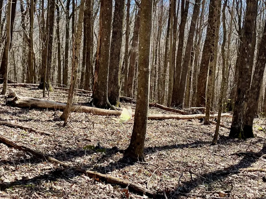 A luna moth flies along the trail