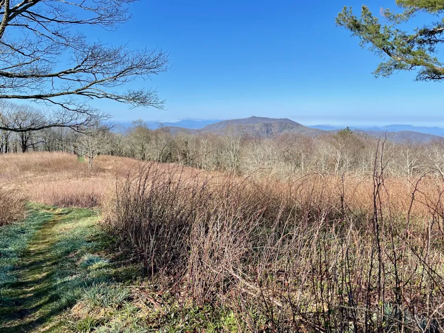 A meadow on Coldspring Mountain