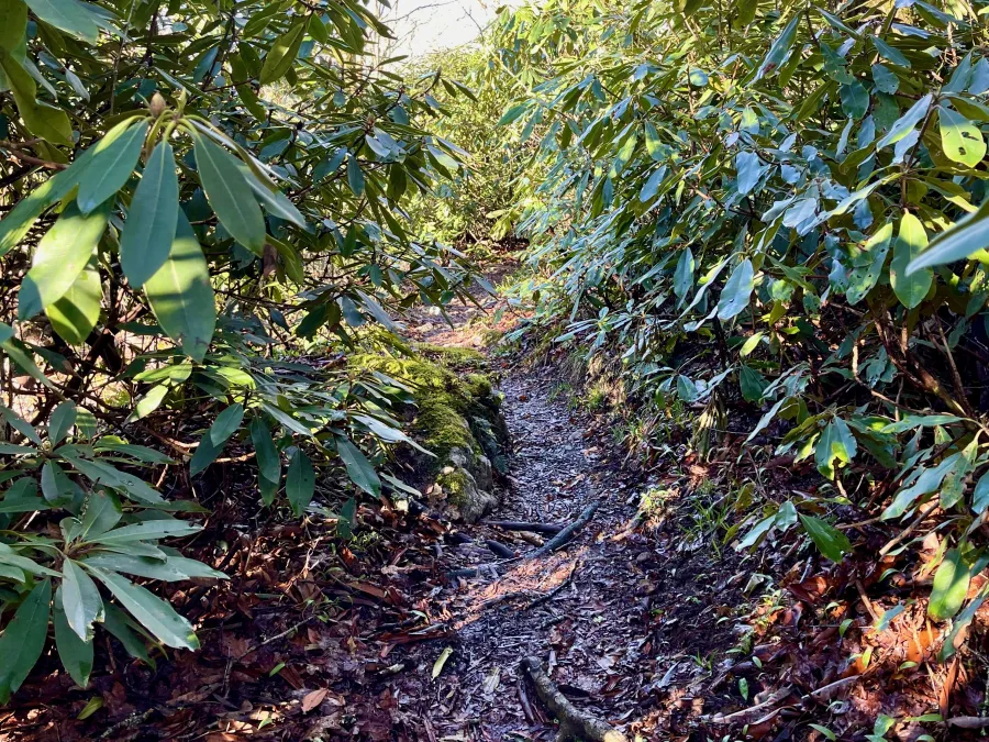 A thick patch of rhododendrons