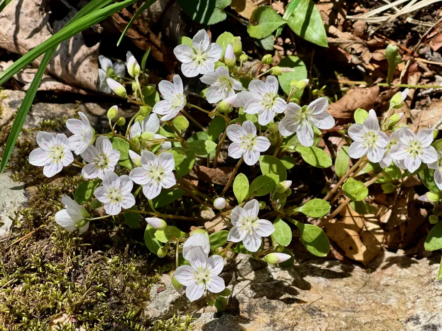 Springbeauty flowers