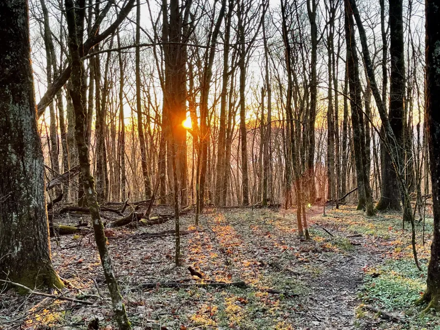 Sunrise through trees