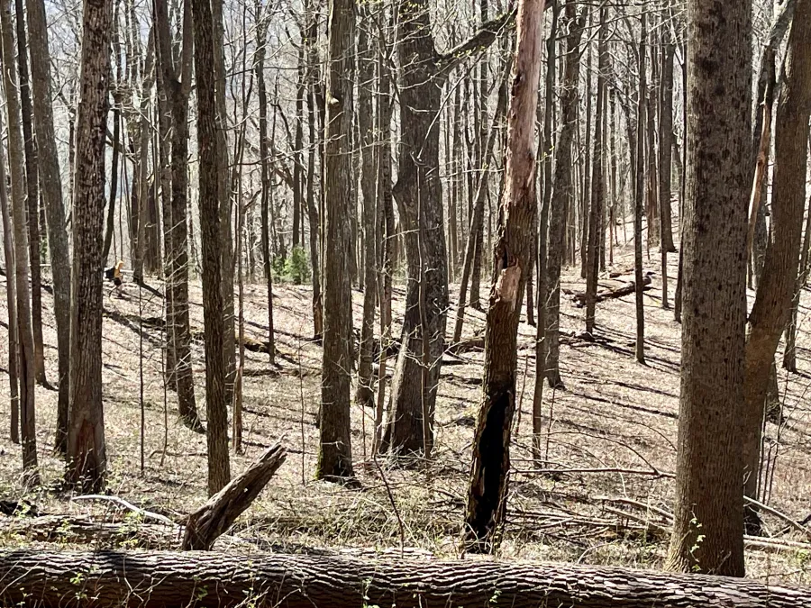 Polecat walks across a dip in the trail