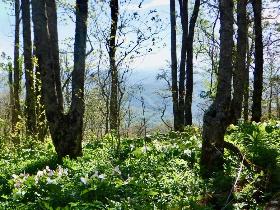 View from Bluff Mountain