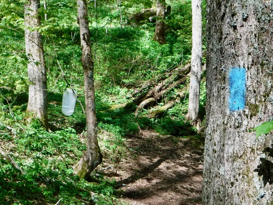 Water bottle hanging from tree