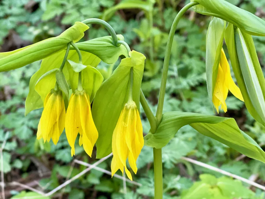 Largeflower bellwort
