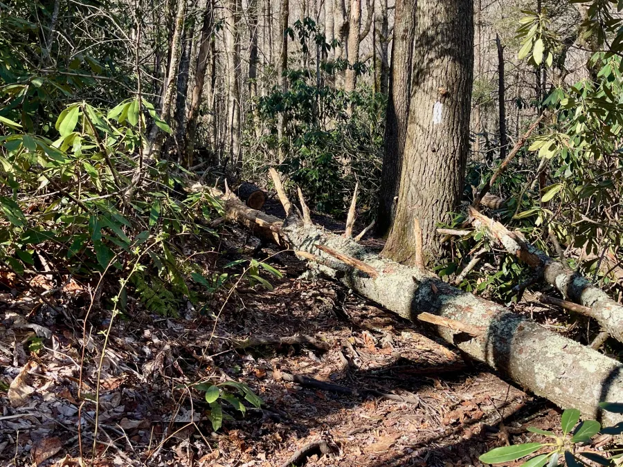 A downed tree across the trail
