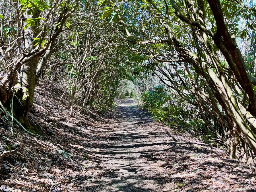 A green tunnel of rhododendrons
