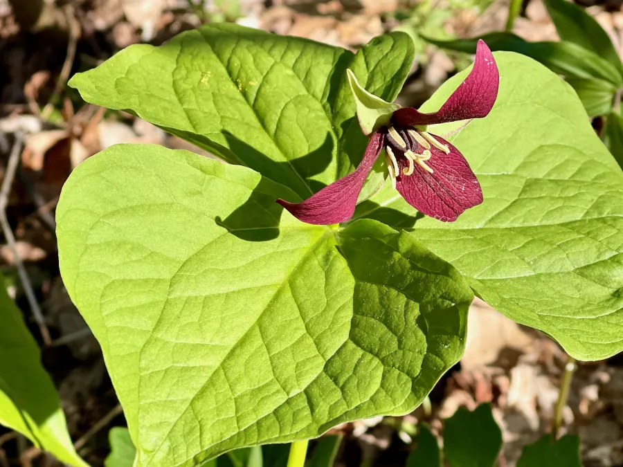 red trillium