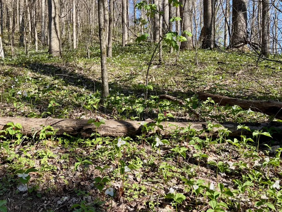 great white trillium