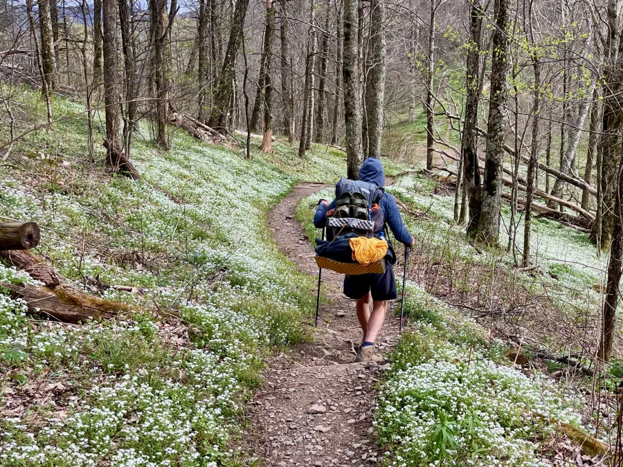 Wildflowers at Low Gap