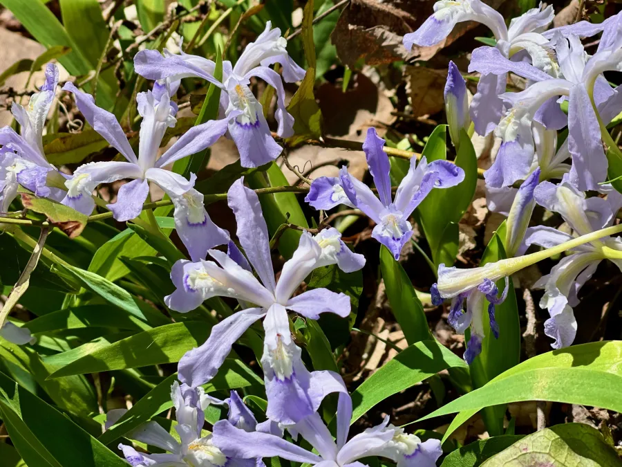 dwarf crested iris