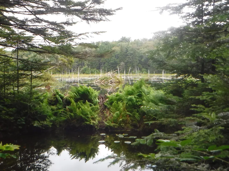 Beaver bog
