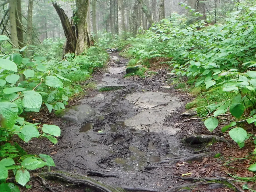 Mud on rocks