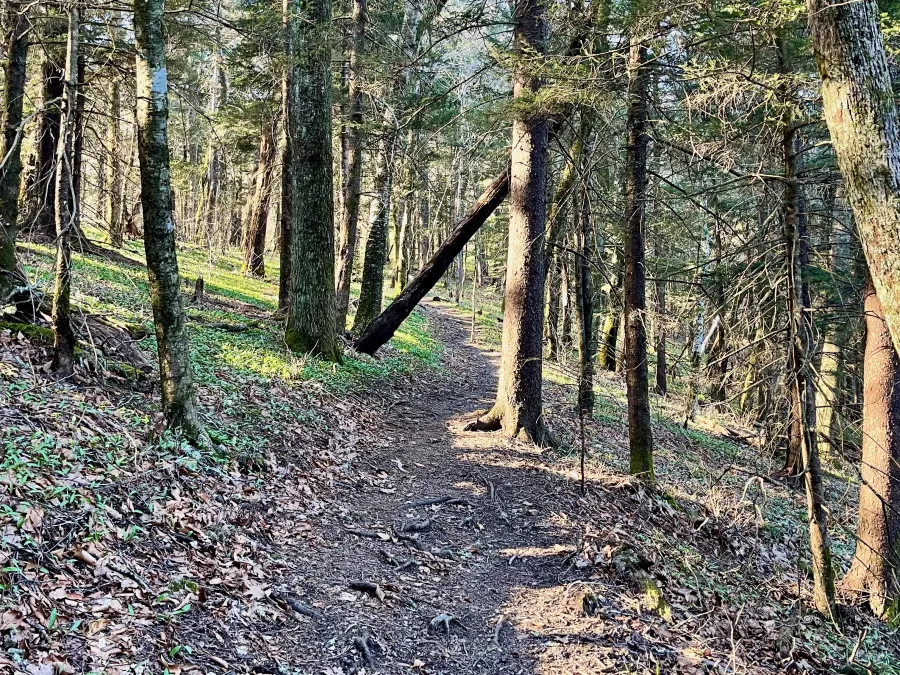 Sunlight on trees