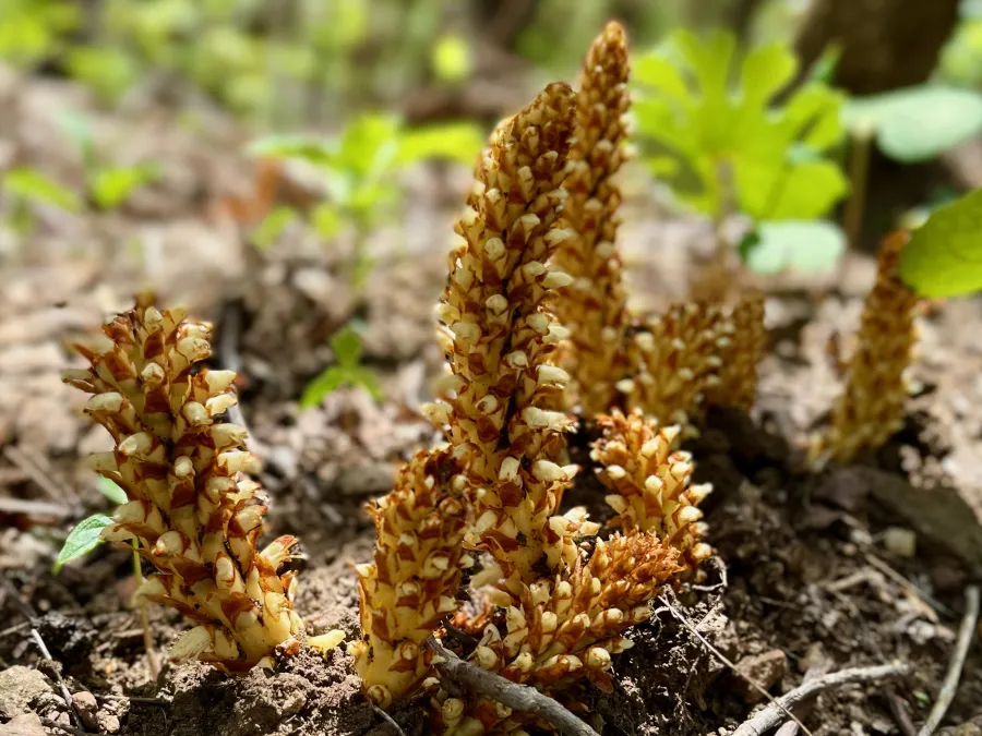 American cancer root