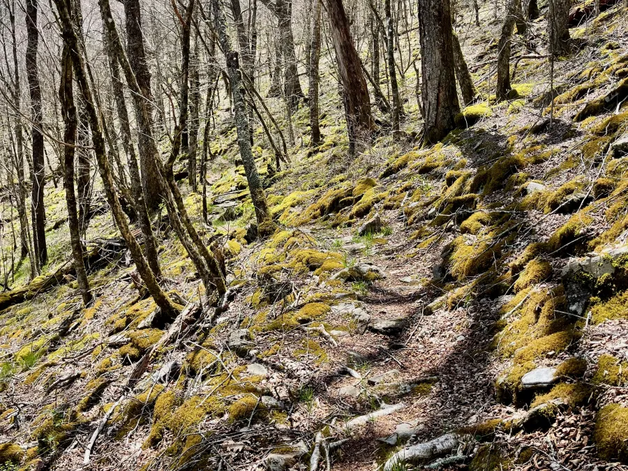 The MST passes near the top of Wesner Bald