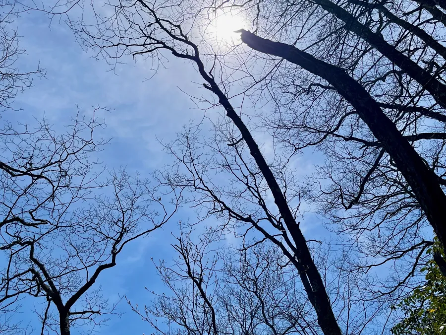 Sunlight filters through thin clouds