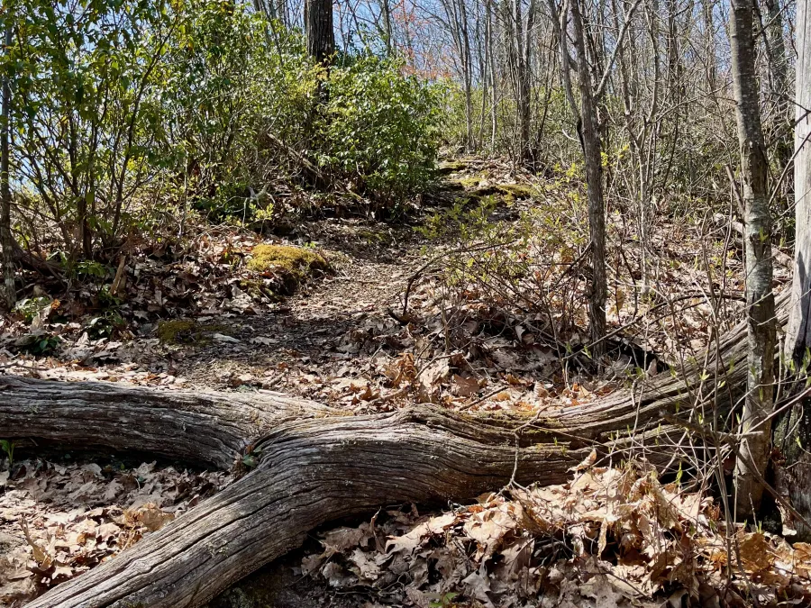 The trail climbs above a Blue Ridge Parkway tunnel