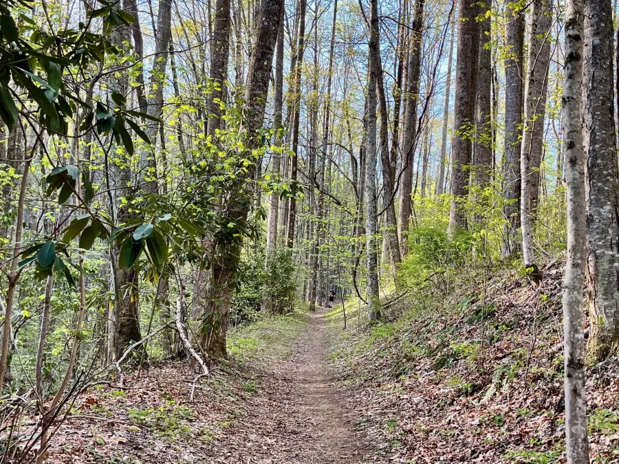 Polecat starts hiking on the MST