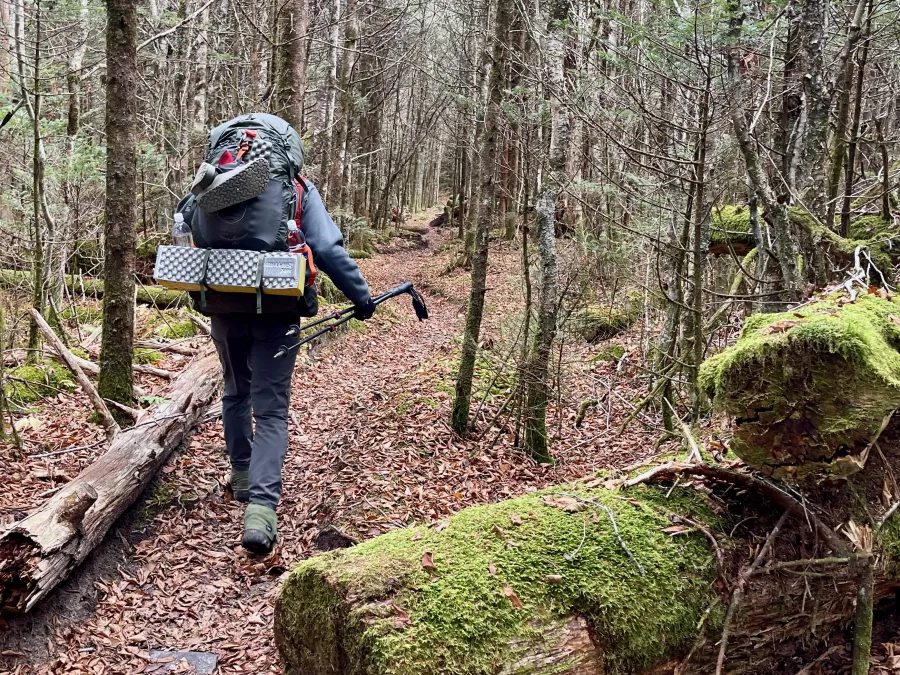 Polecat walks on a trail in the Smokies
