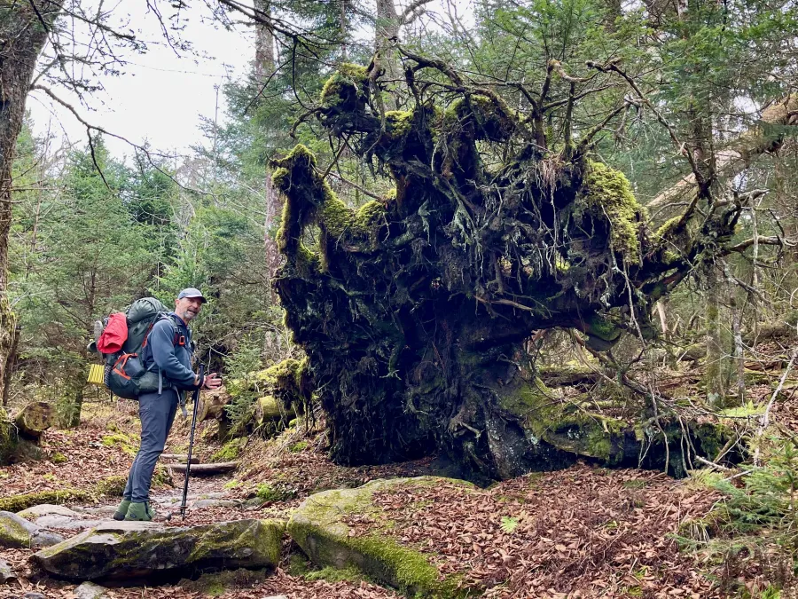 A large tree is lying on its side with its roots spread upward
