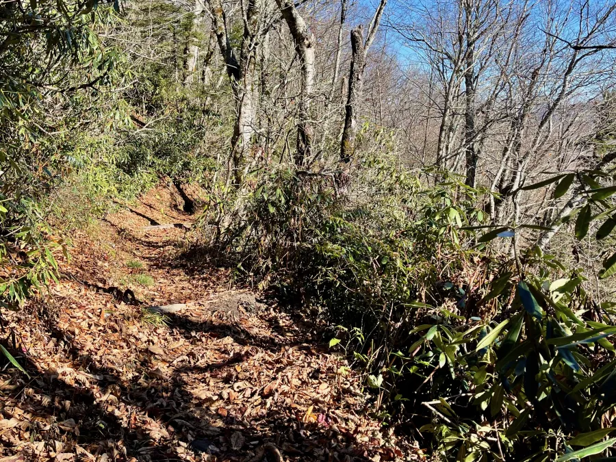 The trail passes a campsite at Cosby Knob