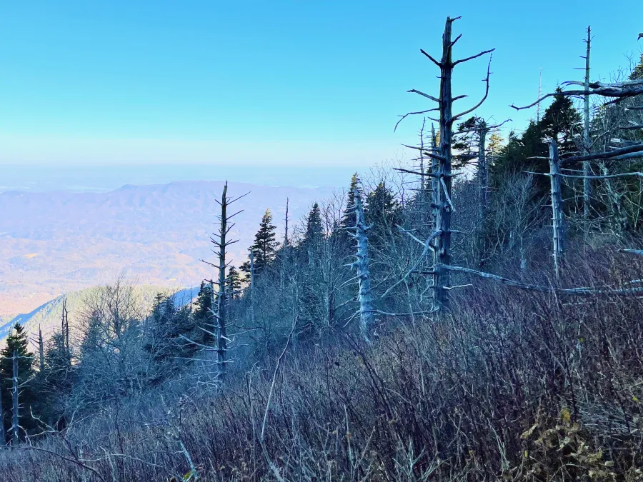 Dead trees on a ridge