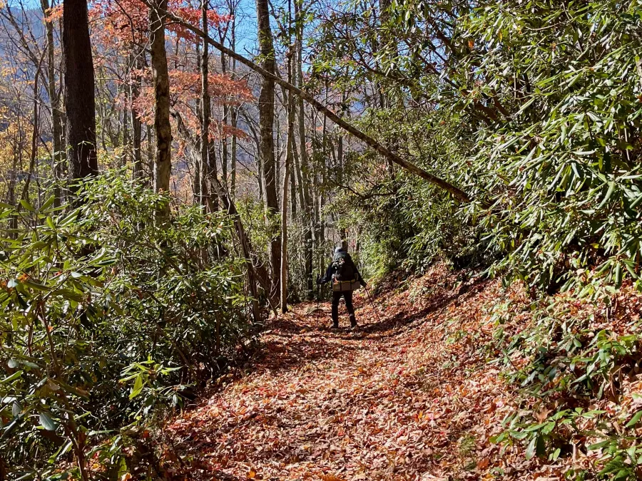 Polecat descends Low Gap Trail
