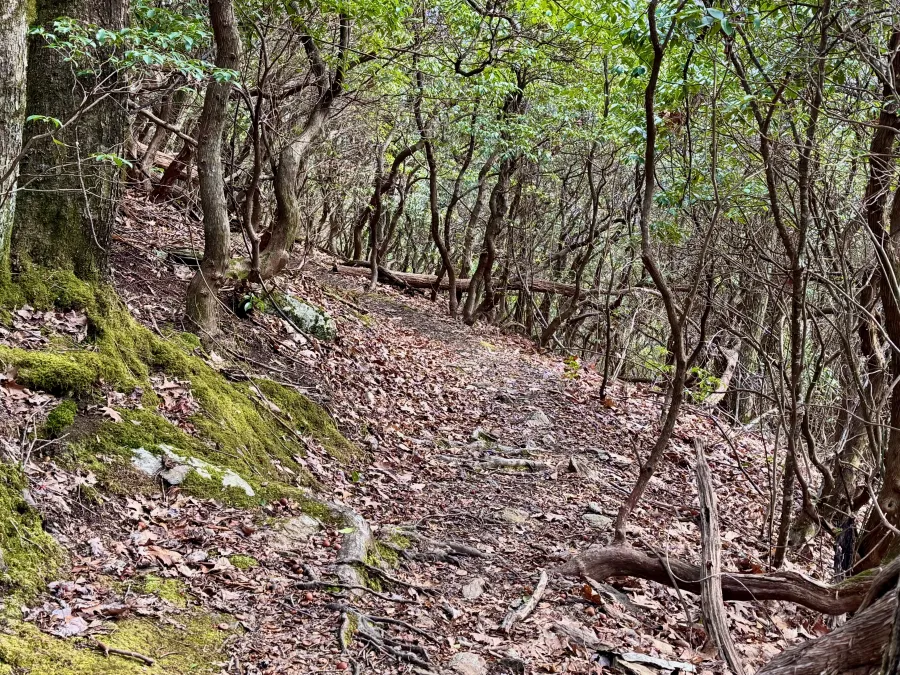 Mountain laurel branches make a canopy over the trail