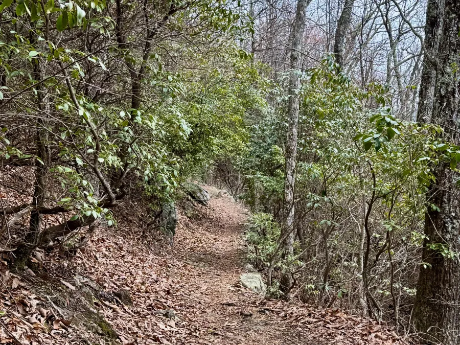 The trail passes through mountain laurel