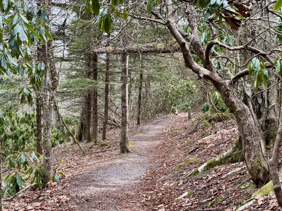 A well-manicured trail