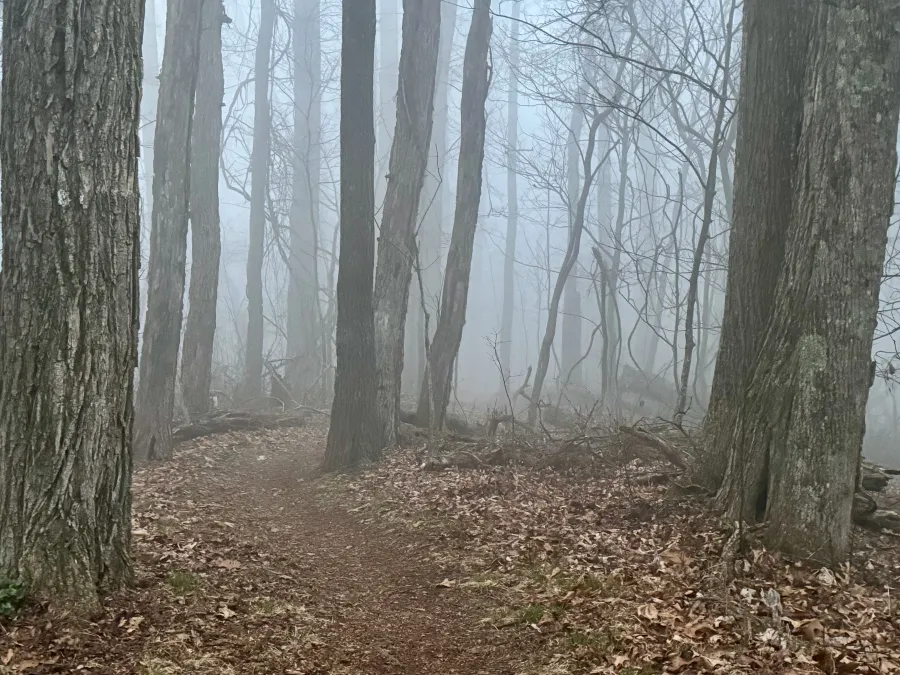 Fog in a forest