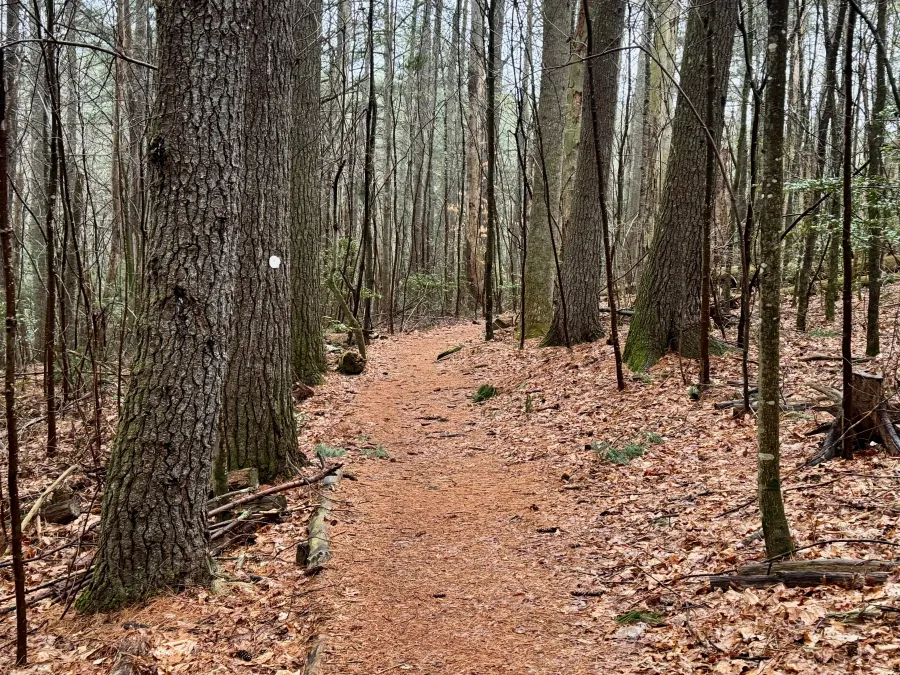The trail enters a forest