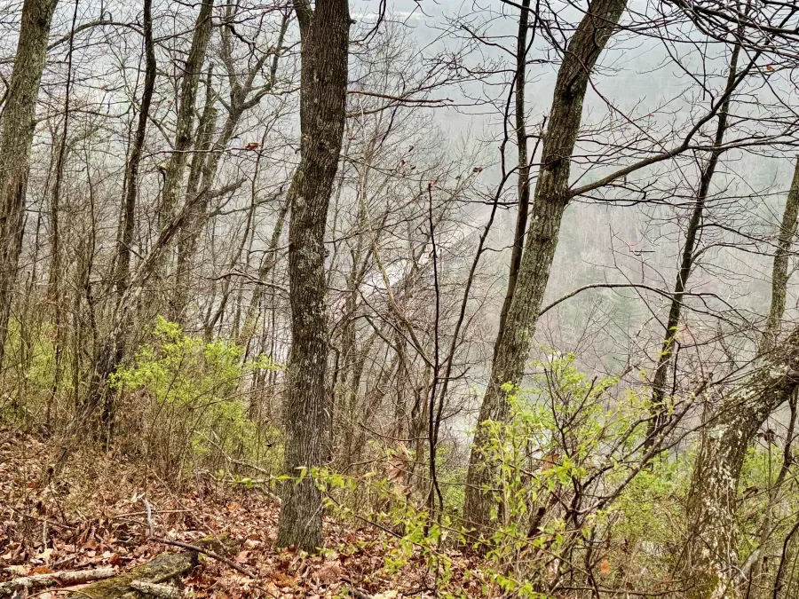 The French Broad River comes into view through fog and trees