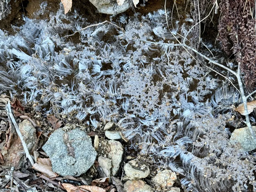 Ice ribbons grow from the ground
