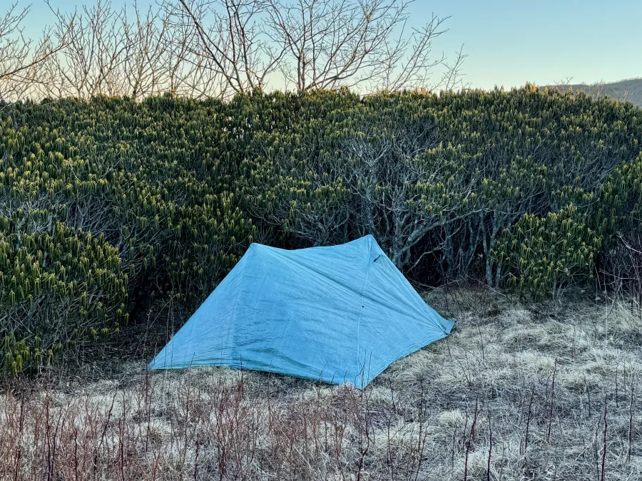 A tent pitched next to a stand of rhododendrons