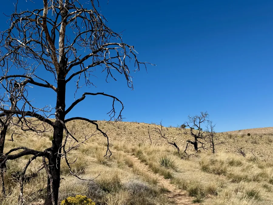 Dead trees on the climb to the Kaibab Plateau