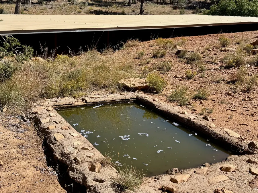 A concrete pool of water at the wildlife tank
