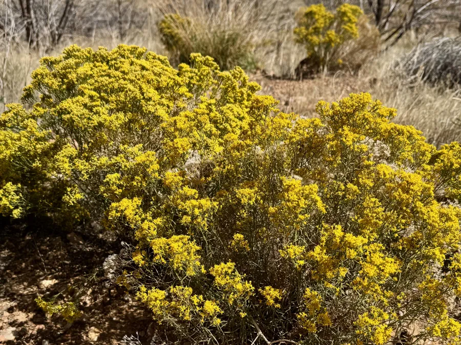 broom snakeweed 
