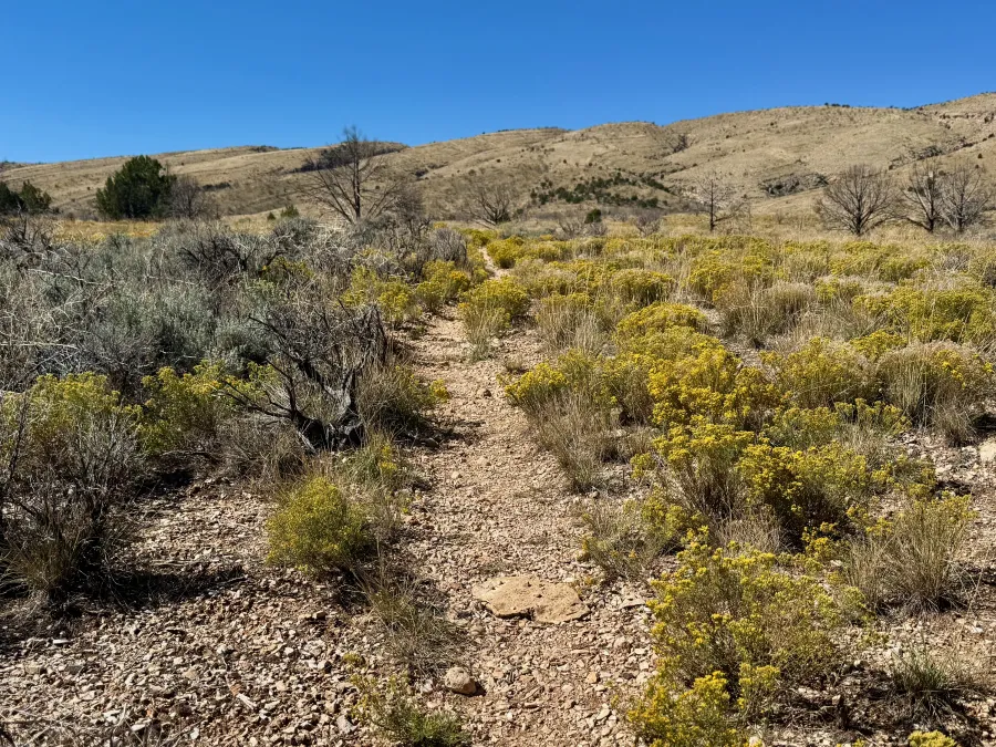 The trail cuts a path through broom snakeweed