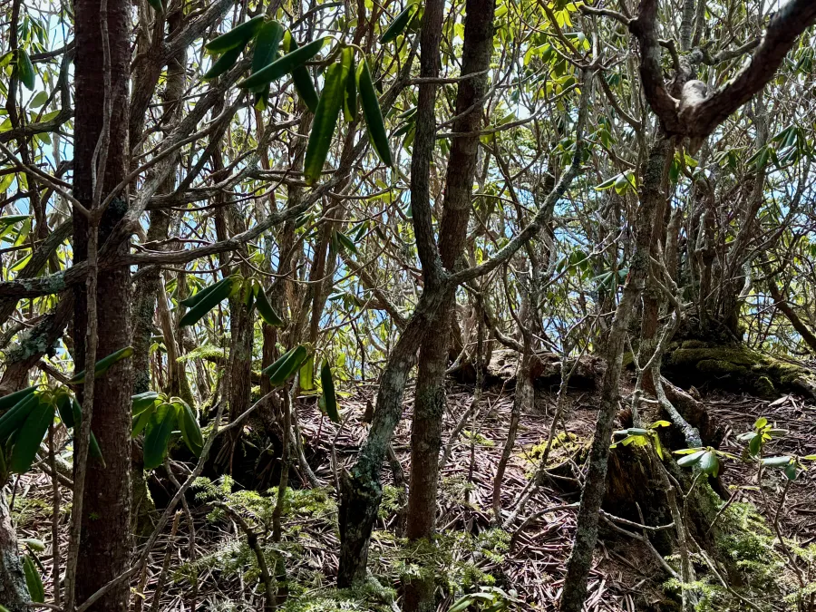 The top of Balsam Cone, covered in trees