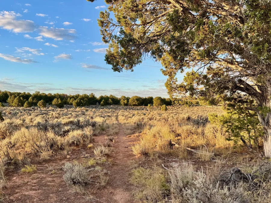 Sun on a field of sagebrush