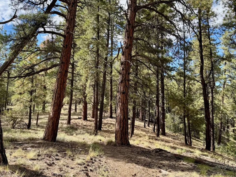 Ponderosa pine forest