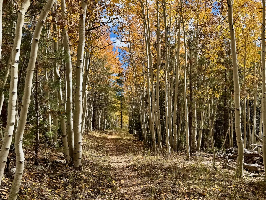 Aspen trees