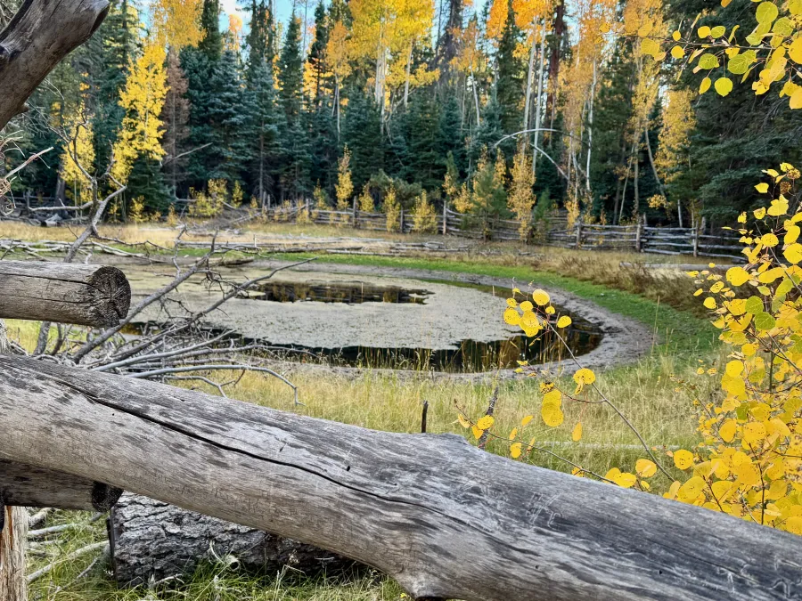 A tank surrounded by aspens