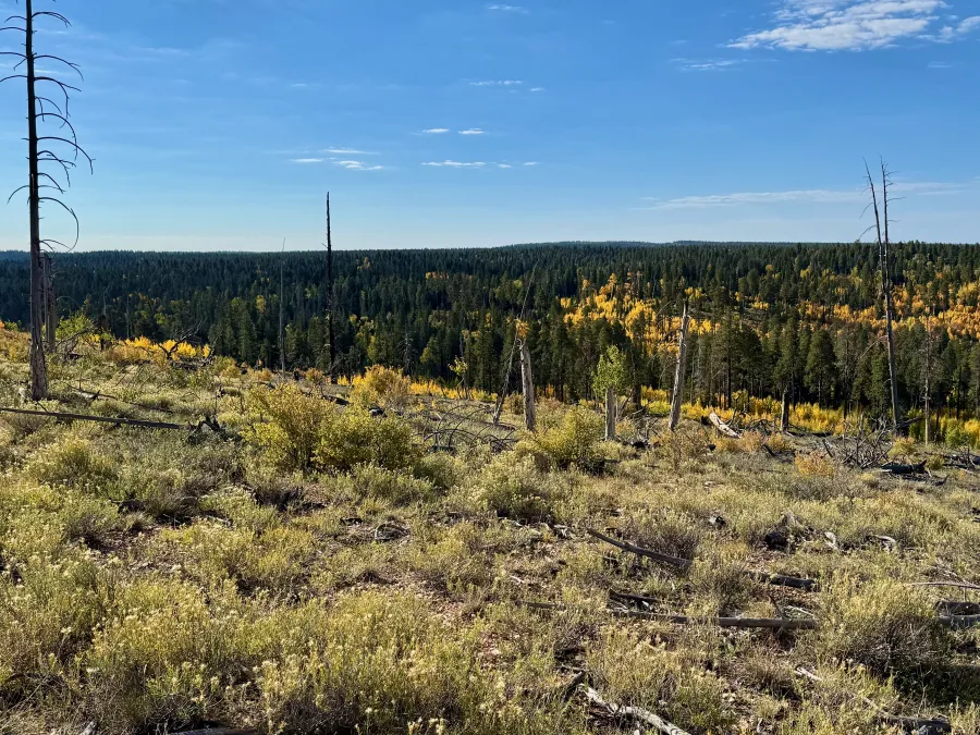 Open terrain damaged by the Mangum Fire in 2020